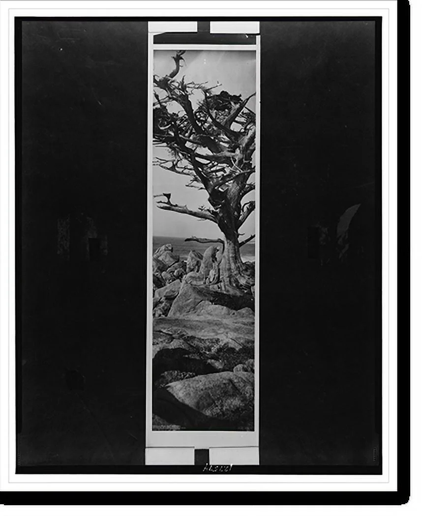 Historic Framed Print, The old cypress tree, Monterey, 17-7/8