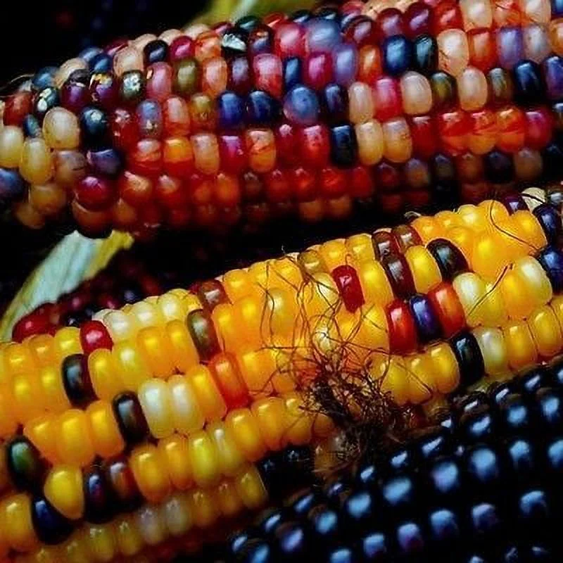 Corn Seed, Indian Ornamental Corn Seeds 100 Seeds