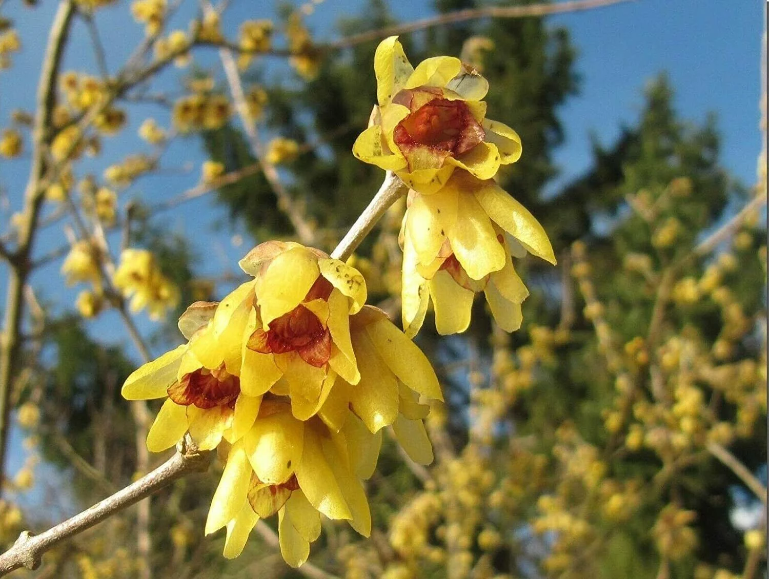 10 Wintersweet Chimonanthus praecox Bonsai Tree Seeds