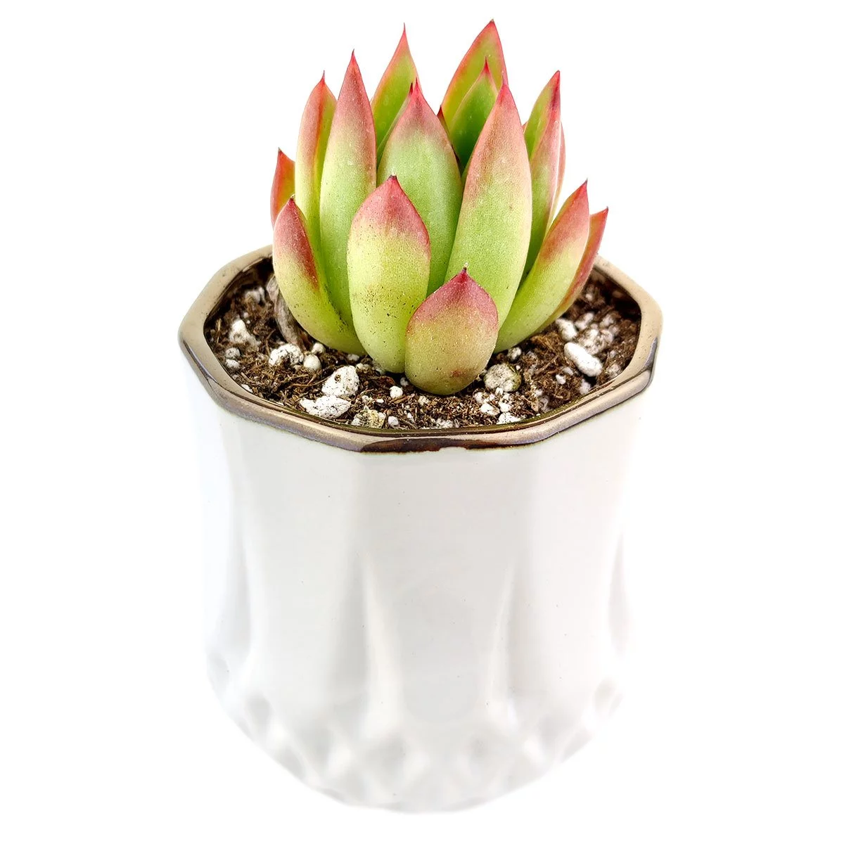 Golden Edge Pot | Succulent Pot for sale | Succulent Accessories