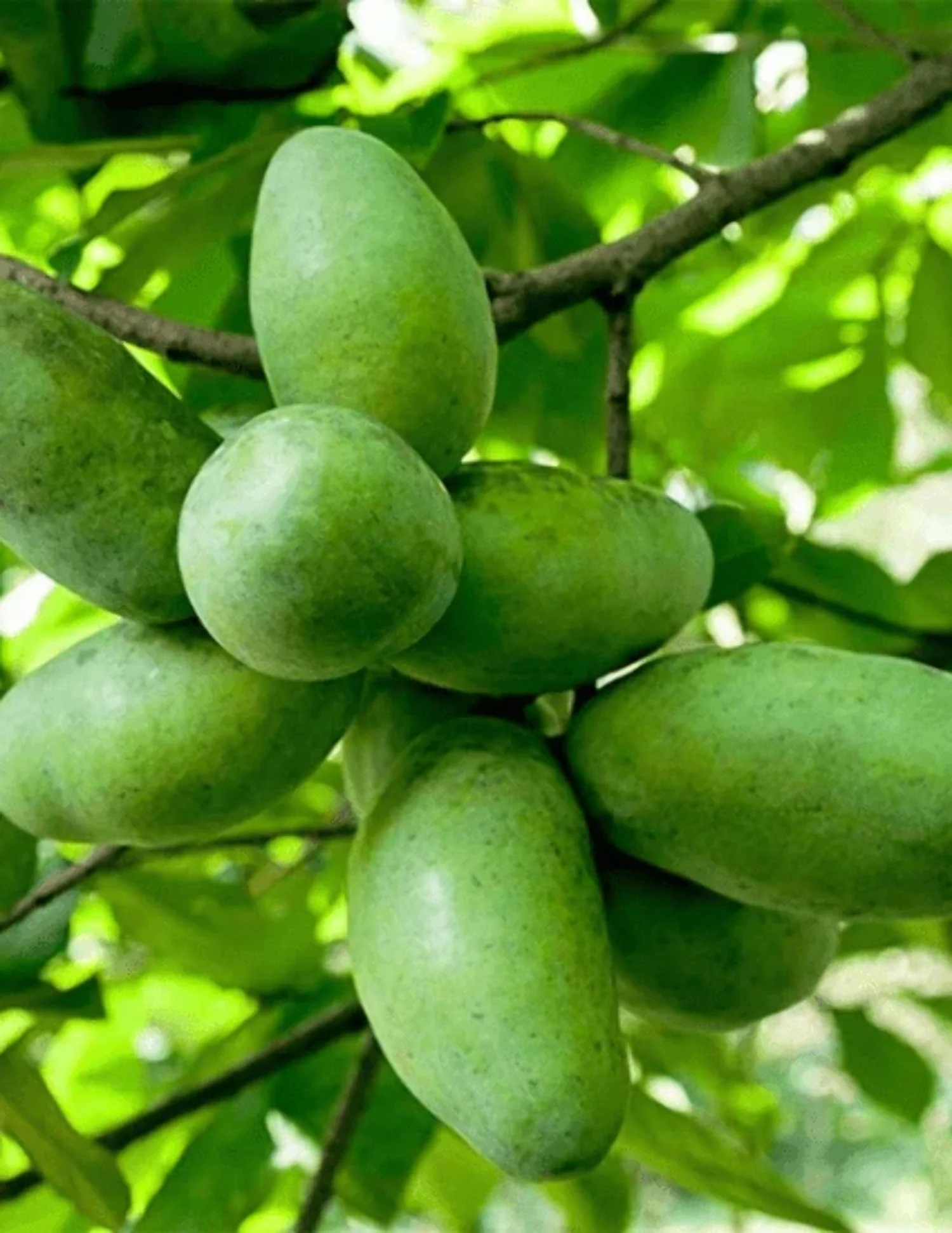 Paw Paw tree seedling