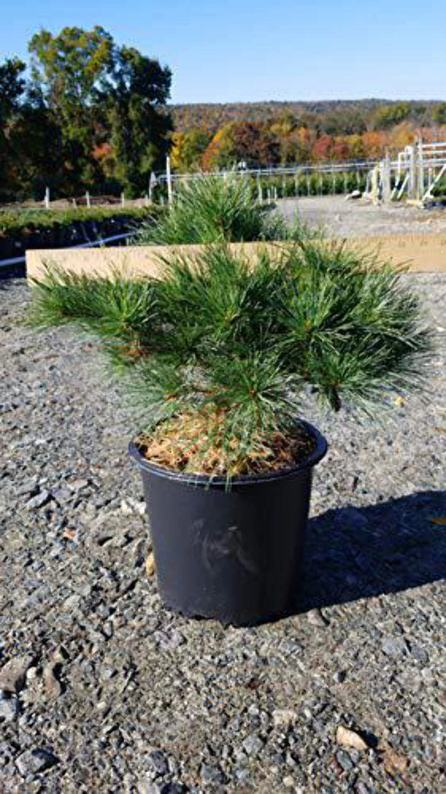 Eastern White Pine