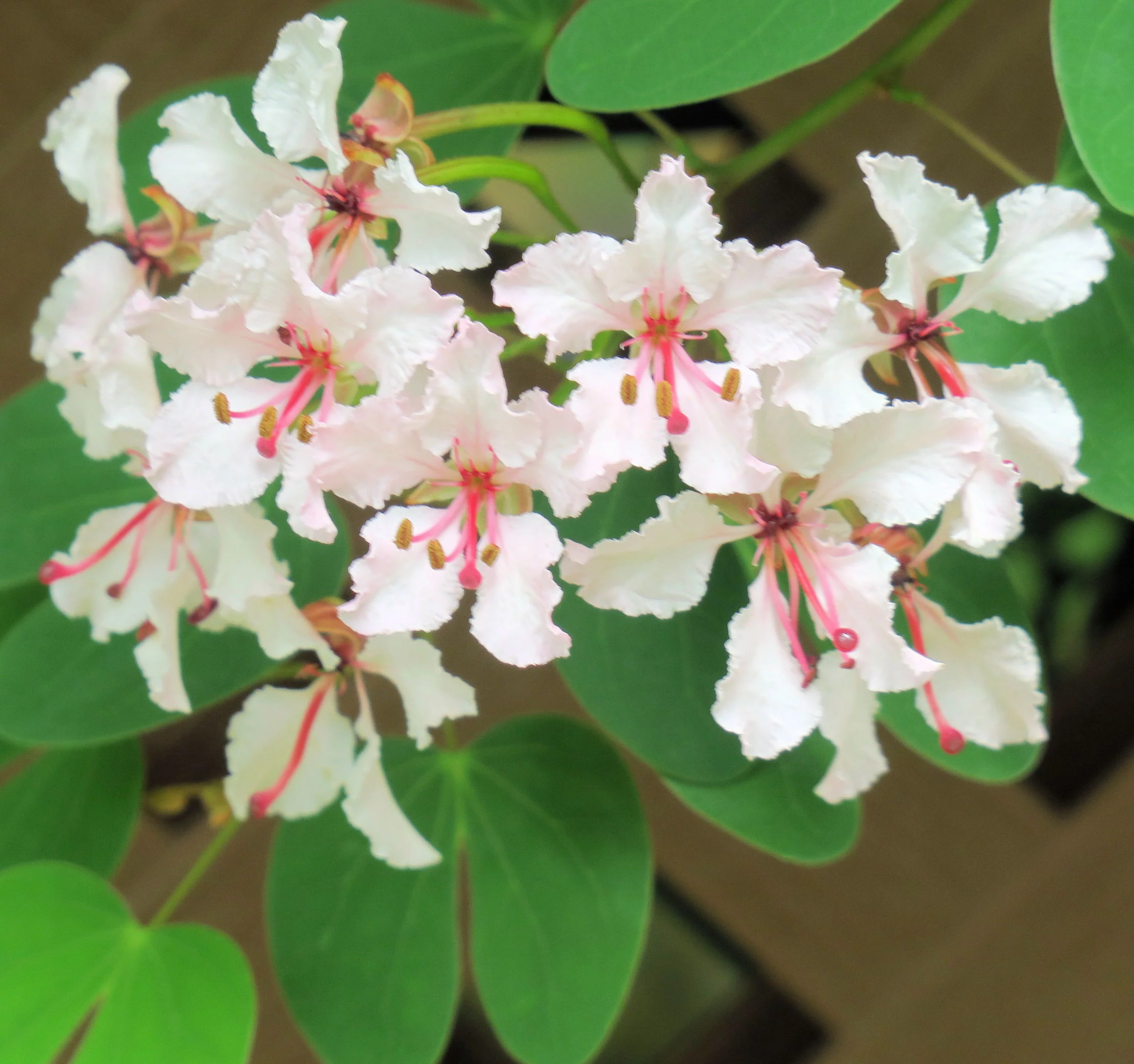 SEED PACK - -5 seeds -Maloo Creeper- Bauhinia vahlii -Container Gardening -Tropical Vine -See Description