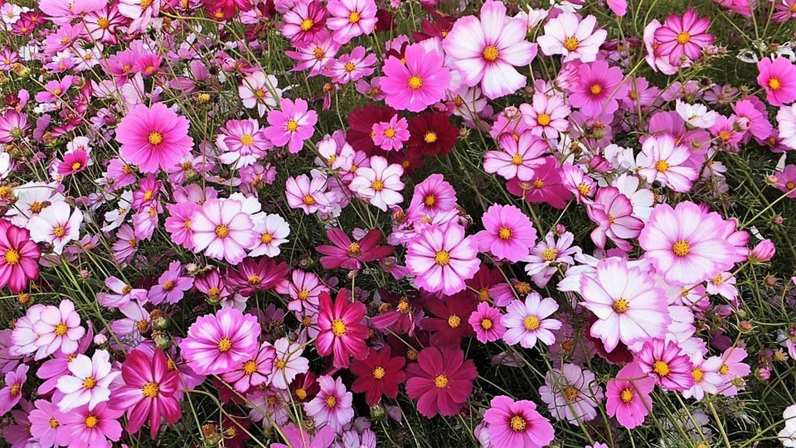 350 COSMOS SENSATION MIX Mixed Colors Cosmos Bipinnatus Flower Seeds