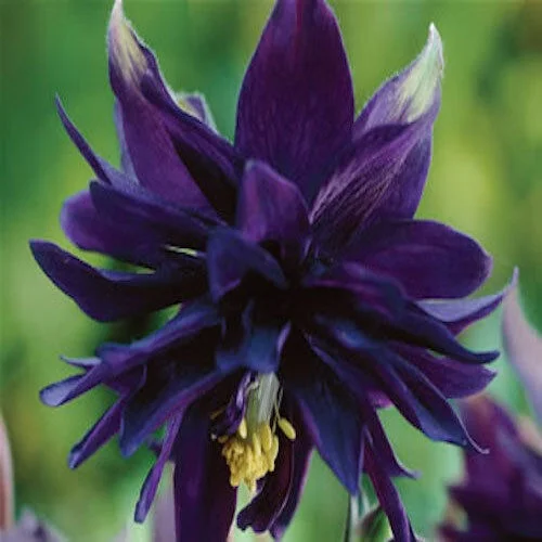 30+. COLUMBINE AQUILEGIA BLACK BARLOW / DEER & RABBIT RESIST SHADE FLOWER SEEDS