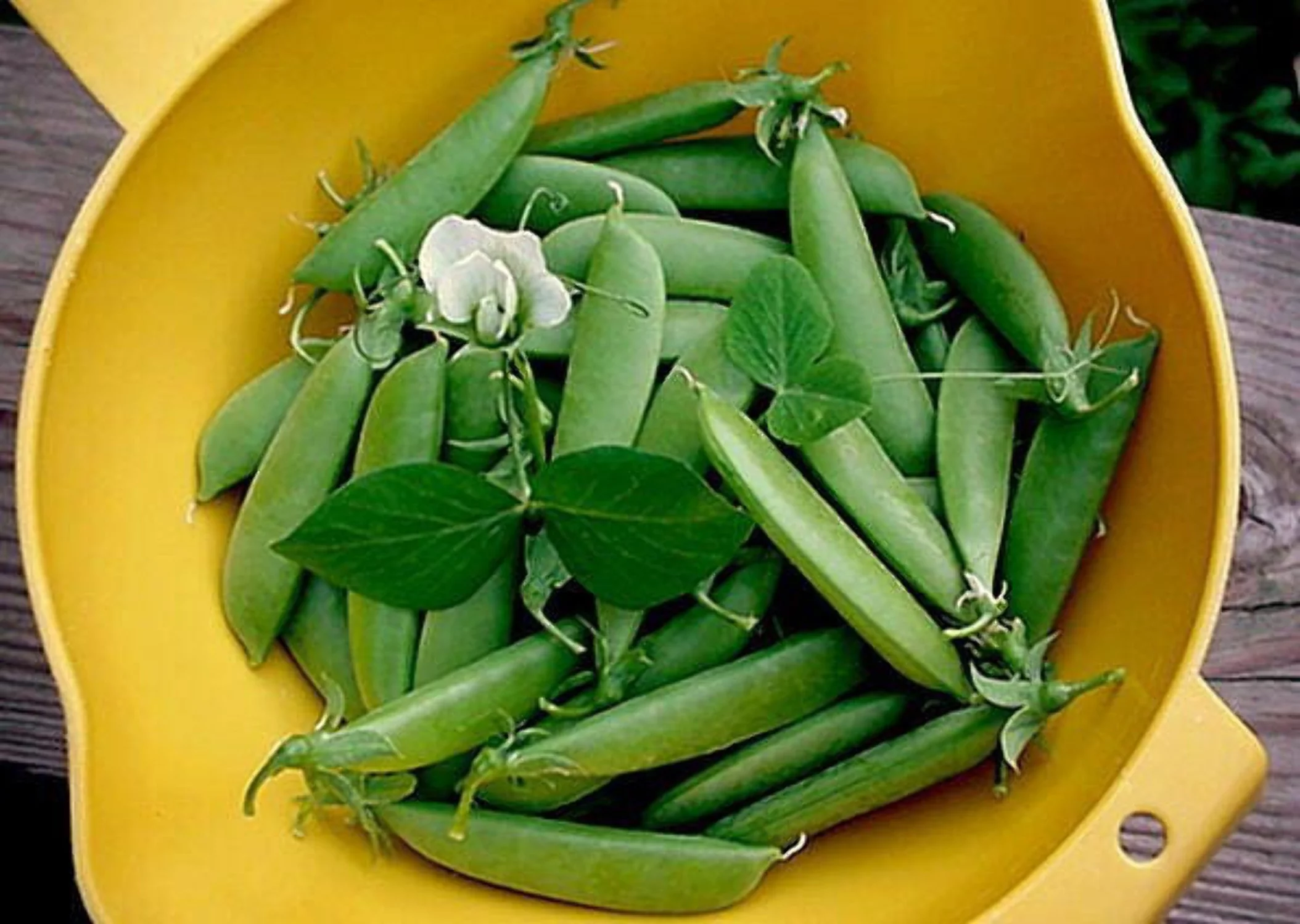 50 Super SUGAR SNAP PEA Pisum Sativum Macrocarpon Vegetable Seeds