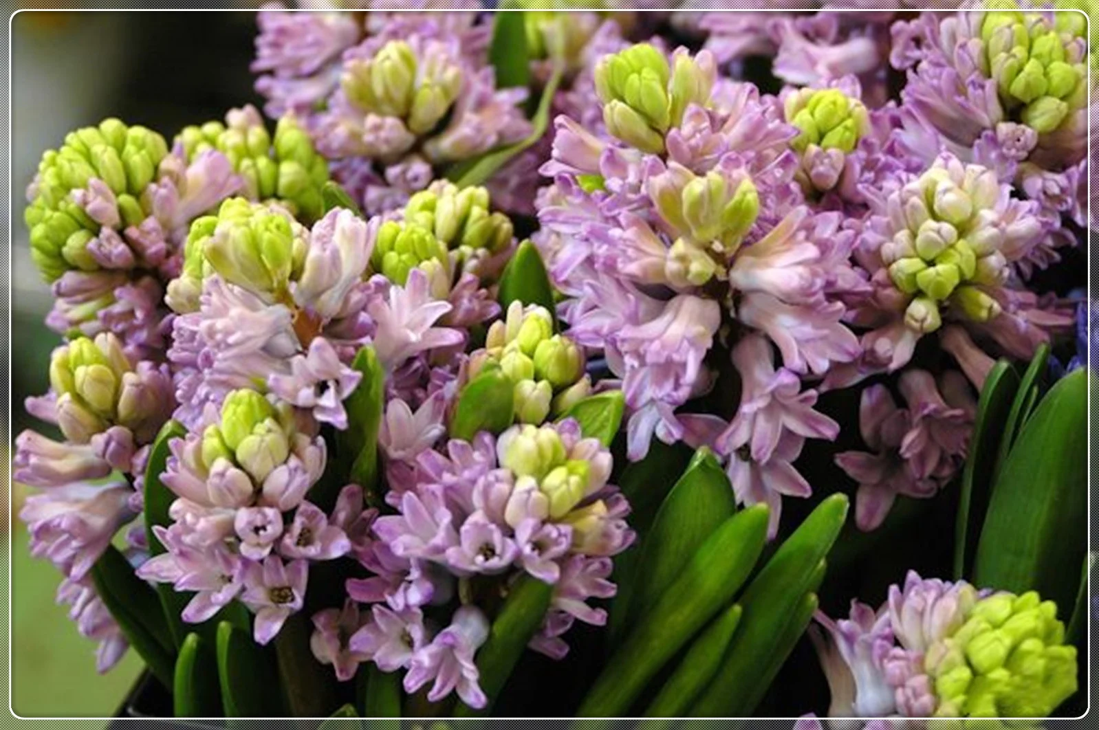 Hyacinth Bulbs, Fragrant Flowers, Cut Flowers，Hyacinth,Fragrant,Hyacinth Bulbs For Planting,Hyacinth Bulbs For Sale