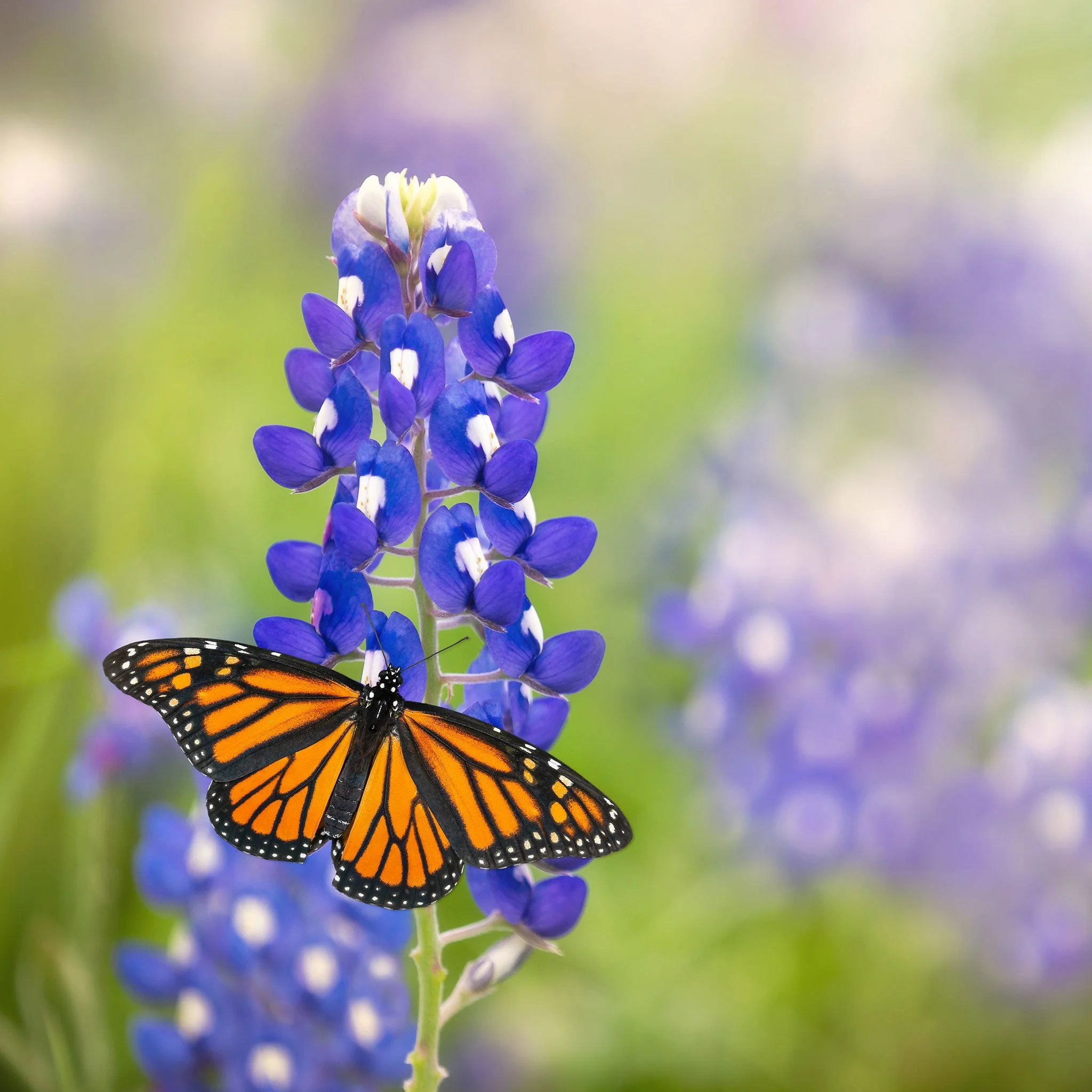Texas Bluebonnet Seeds - 1 Ounce - Blue Flower Seeds,  Heirloom Seed  Attracts Bees, Attracts Butterflies, Attracts Hummingbirds, Attracts Pollinators, Easy to Grow & Maintain, Fragrant, Container