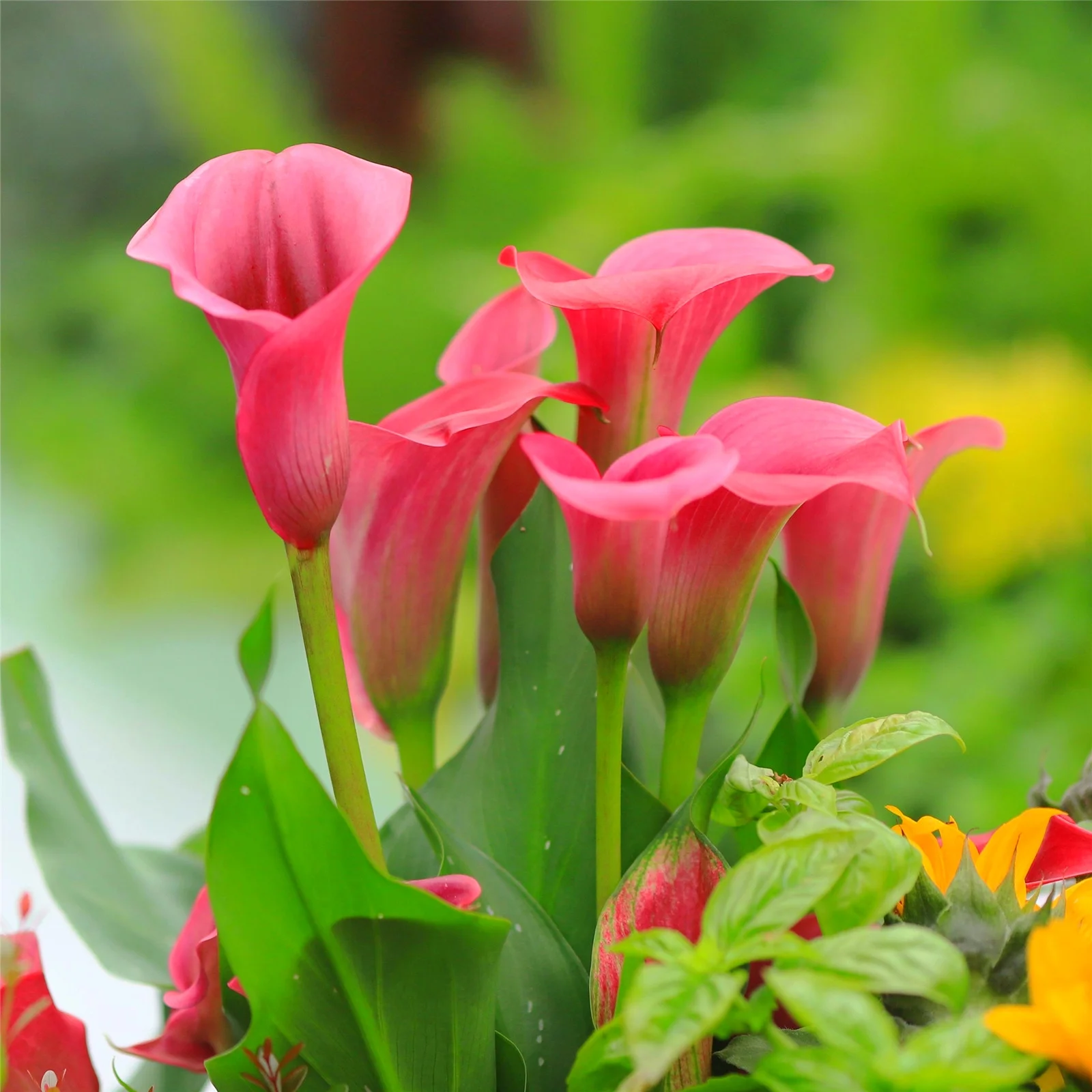 Calla Lily Bulbs, Calla Lily Bulbs Giant,Calla Lily Plants,Calla Lily Plant Perinial,Bulb Flowers,Calla Lily Bulbs Giant,Calla Lily Bulbs For Sale
