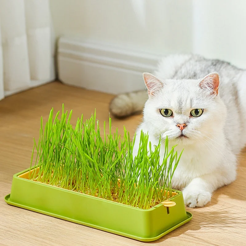 Pet Cat Grass Sprout Dish Growing Pot Hydroponic Plant Cat Snacks Germination Digestion Starter Dish Greenhouse Grow Box