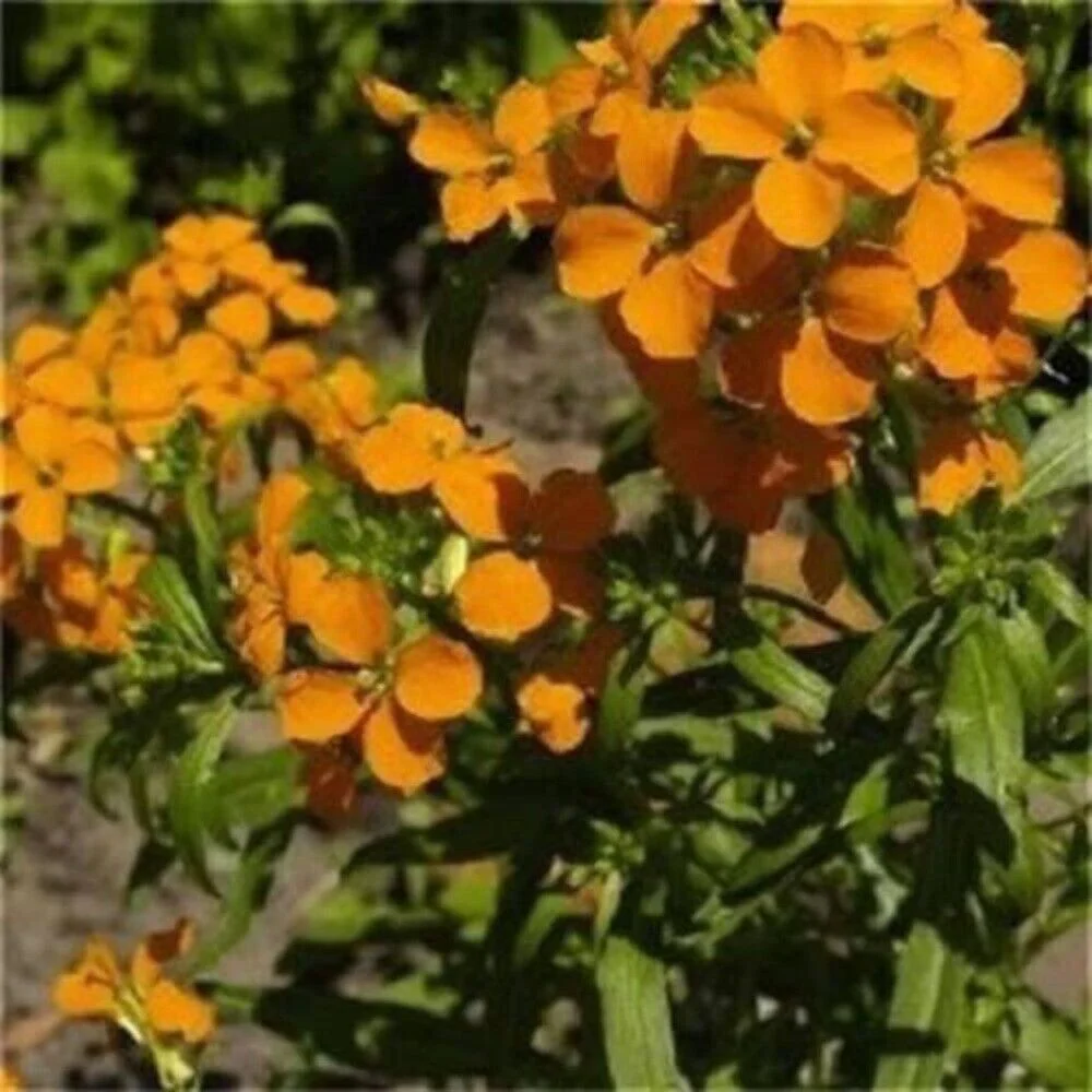 300 ENGLISH Aegean WALLFLOWER Cheiranthus Cheiri Seeds