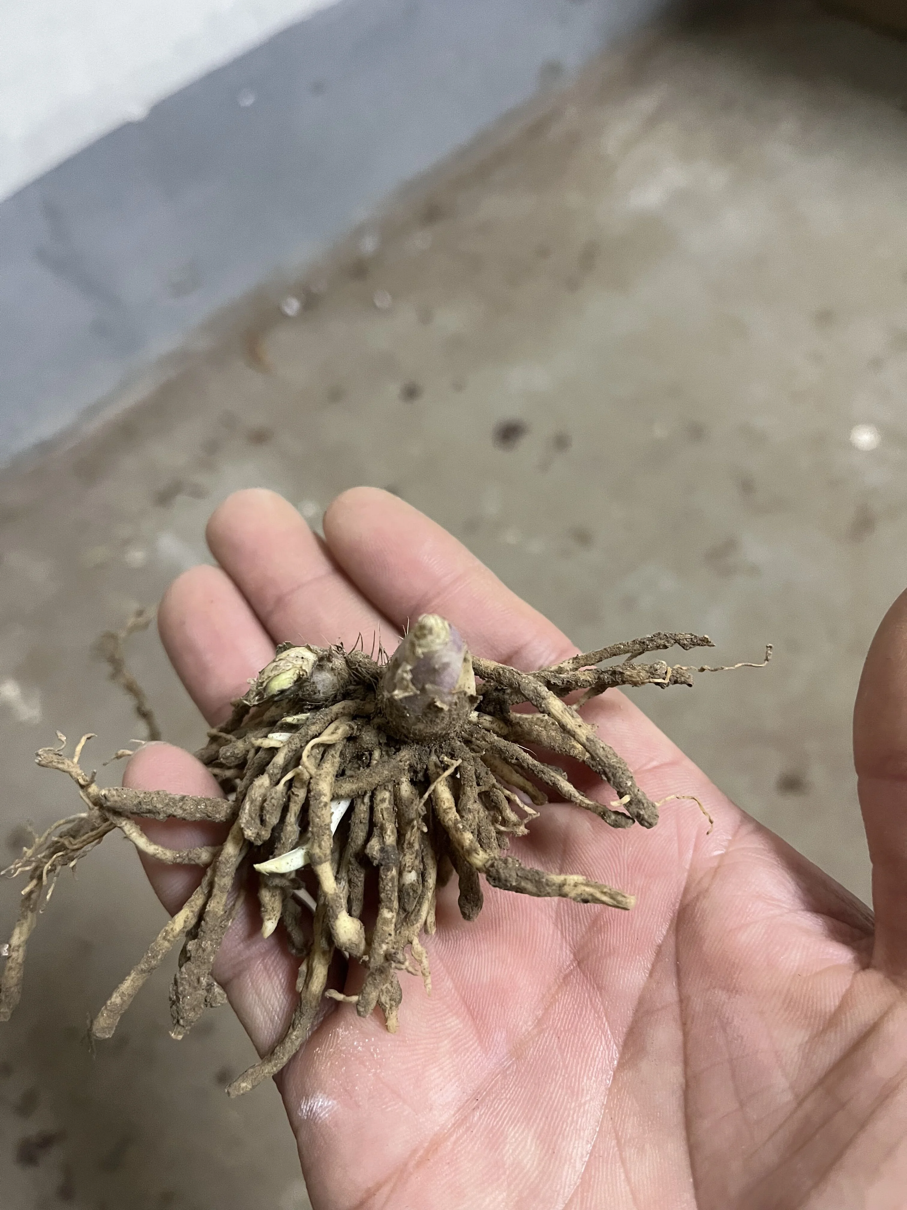 Hosta Bulbs, Rare Hosta, Ground Cover, Potted Plants,Cold And Shade Tolerant, Perennial Plants,Hosta Bulbs For Sale