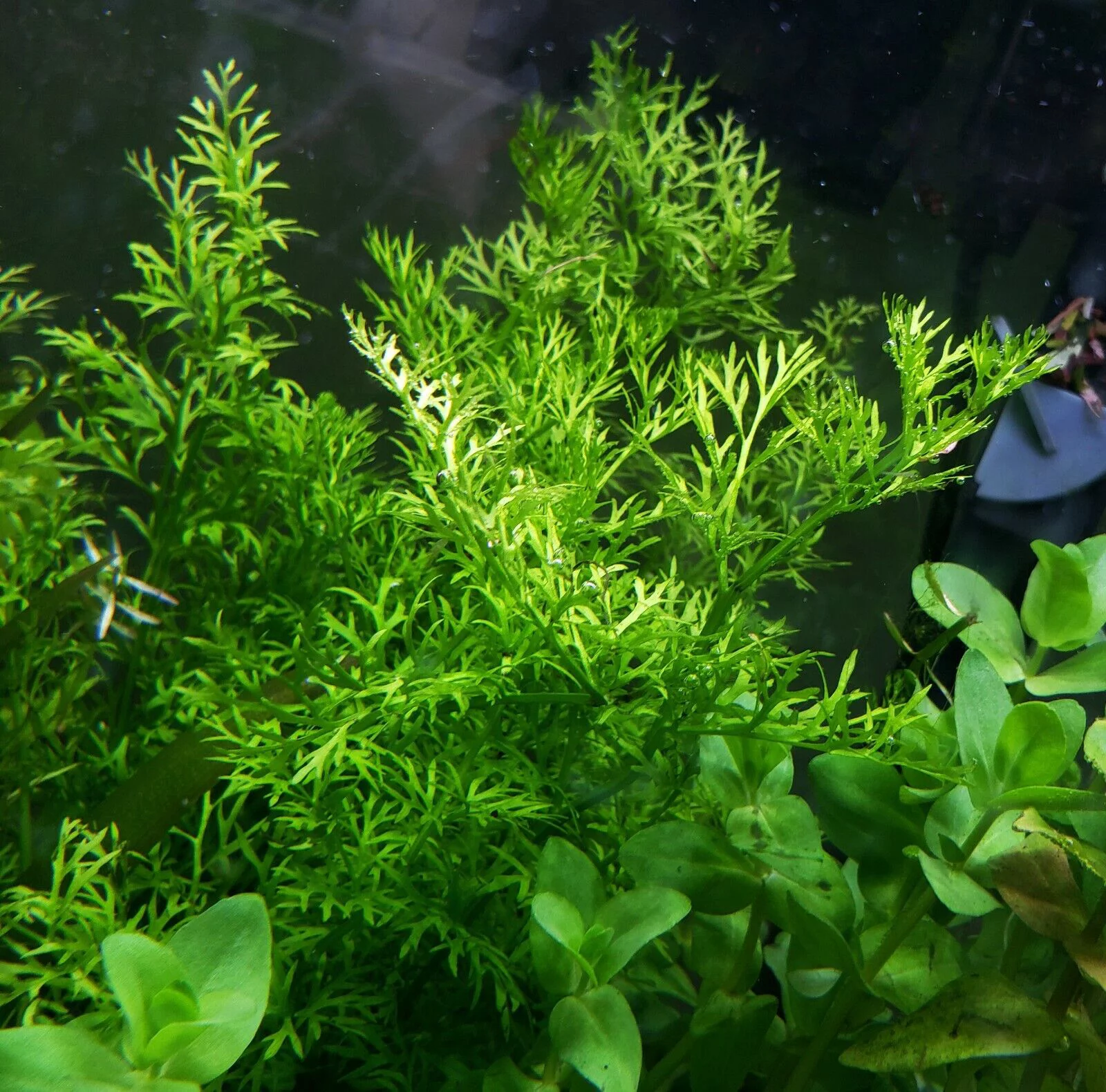 Water Sprite (Indian Fern) Large Live Aquarium Plants