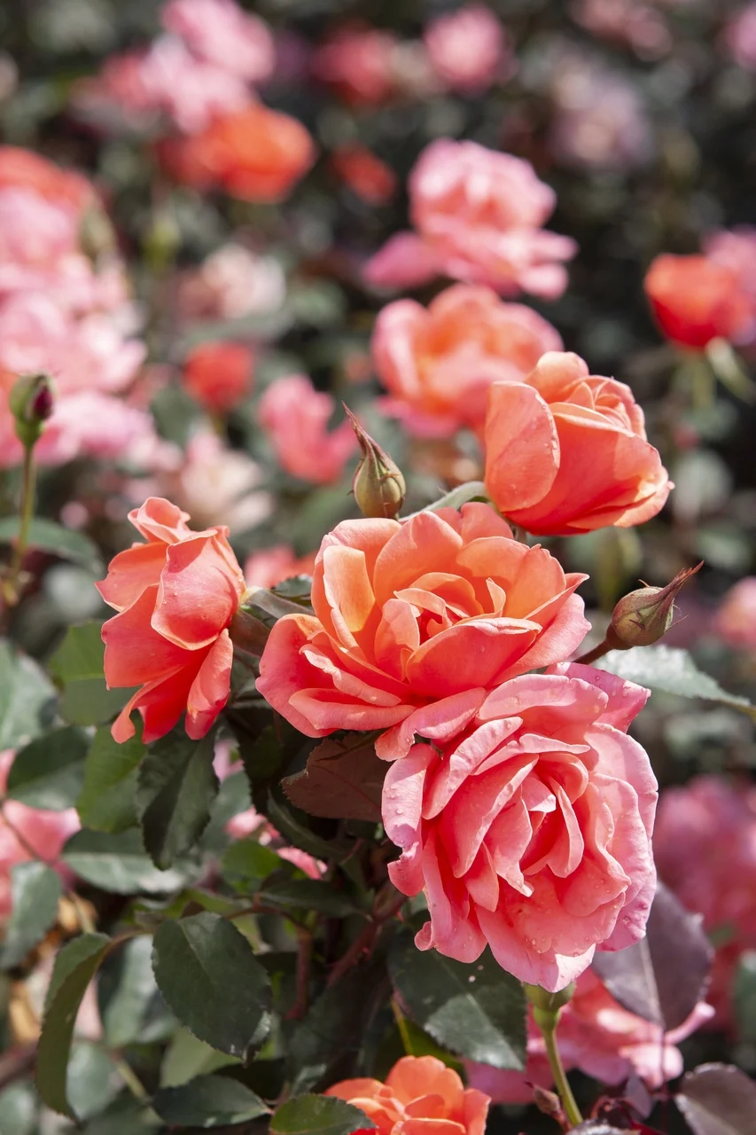 Knockout 2Gal Coral Rose Live Shrub Grower Pot Sun