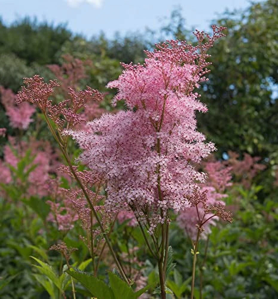 Rare Queen of The Prairie Seeds - 15 Seeds to Grow - Filipendula rubra - Made in USA, Ships from Iowa. Rare and Hard to Find