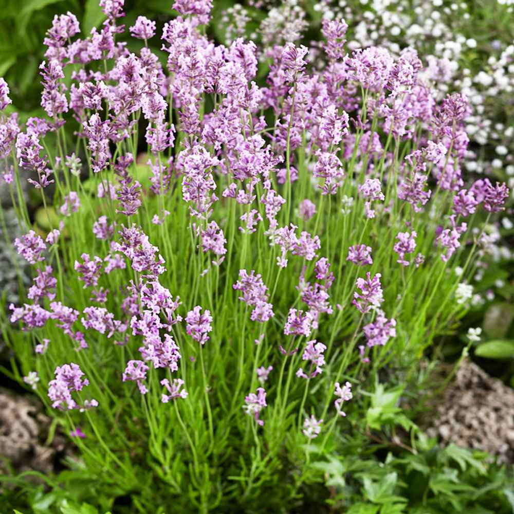 Outsidepride Lavender Rosea - 200 Seeds