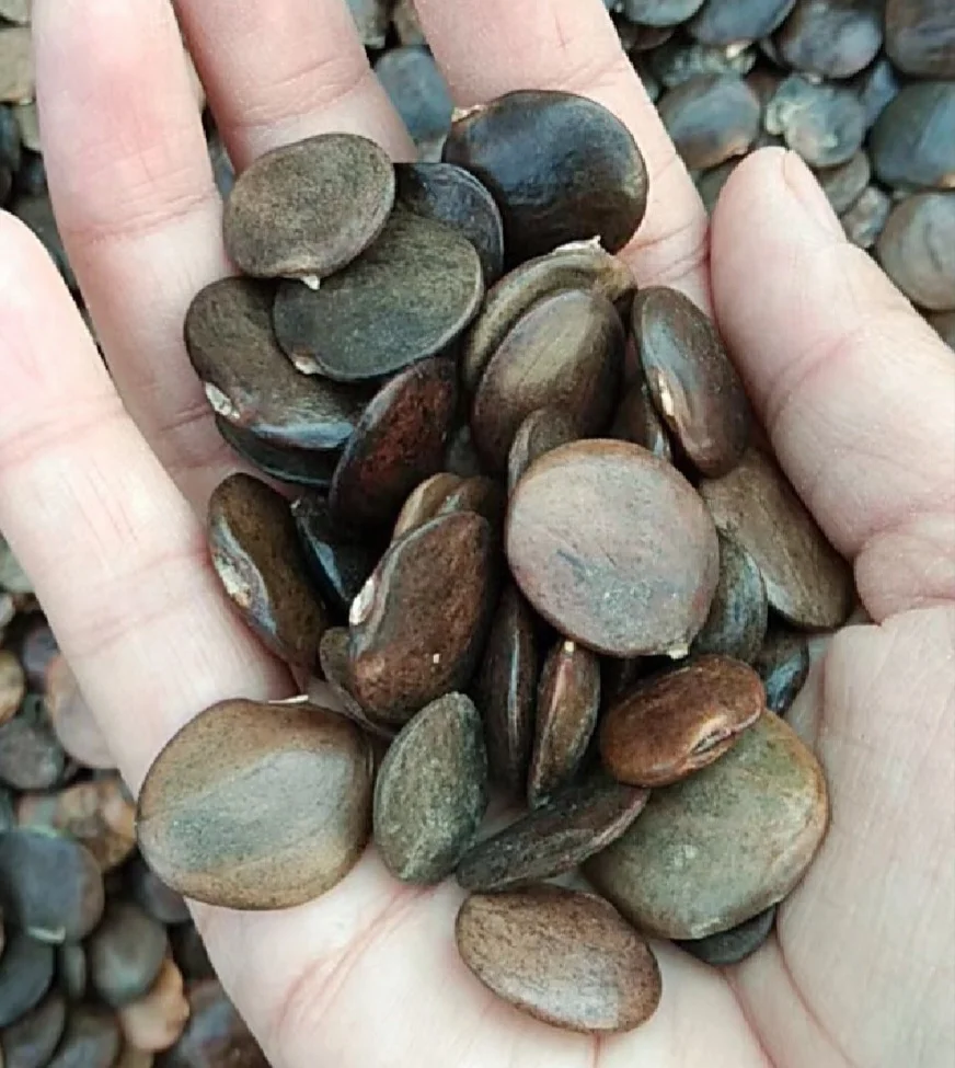 25 Japanese Wisteria Seeds Purple Flowers with Scented Fresh 2024