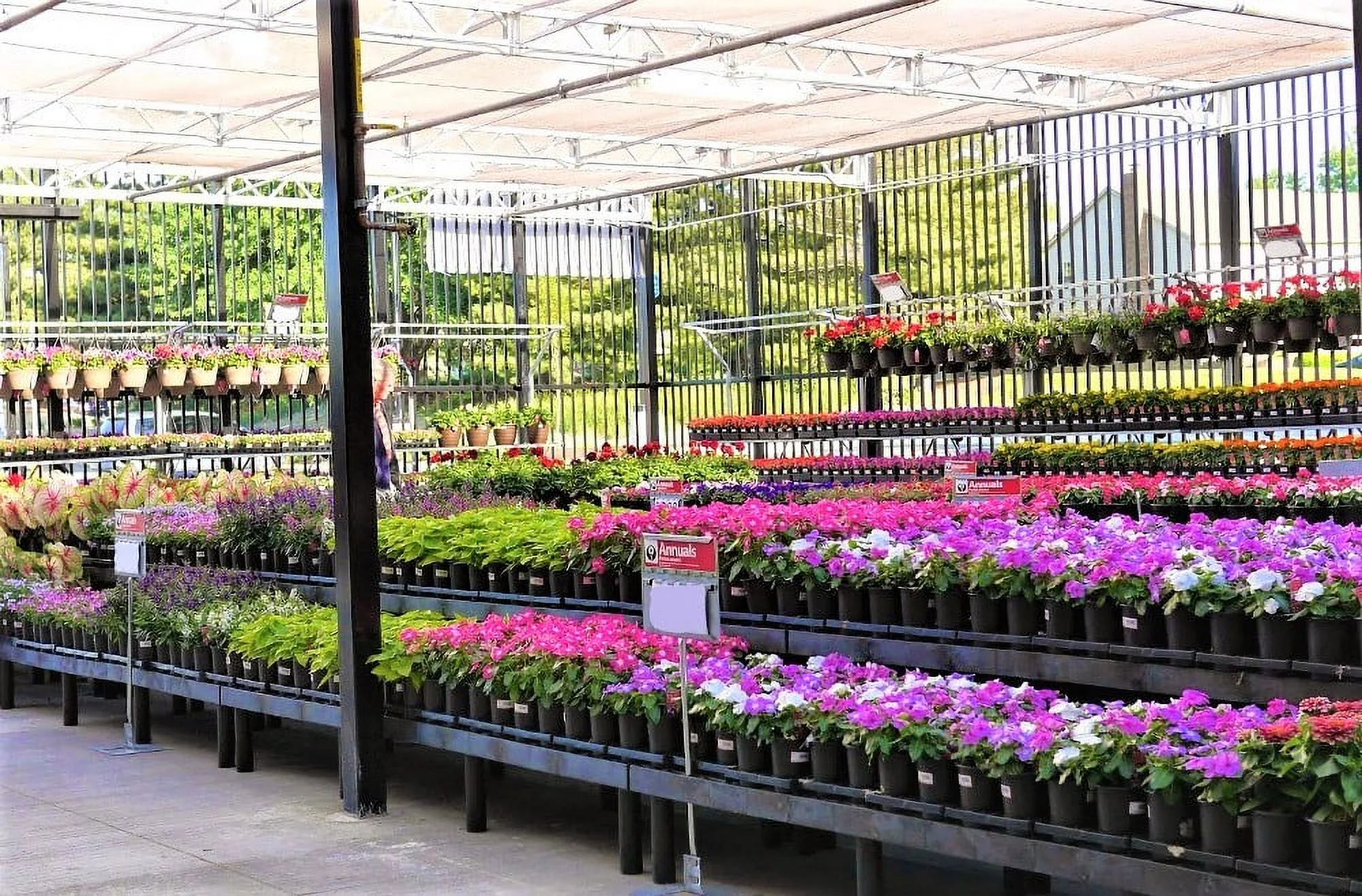 Gifts In Bloom 6IN Multicolor Mum Live Plant Indirect Sunlight with Decorative Pot