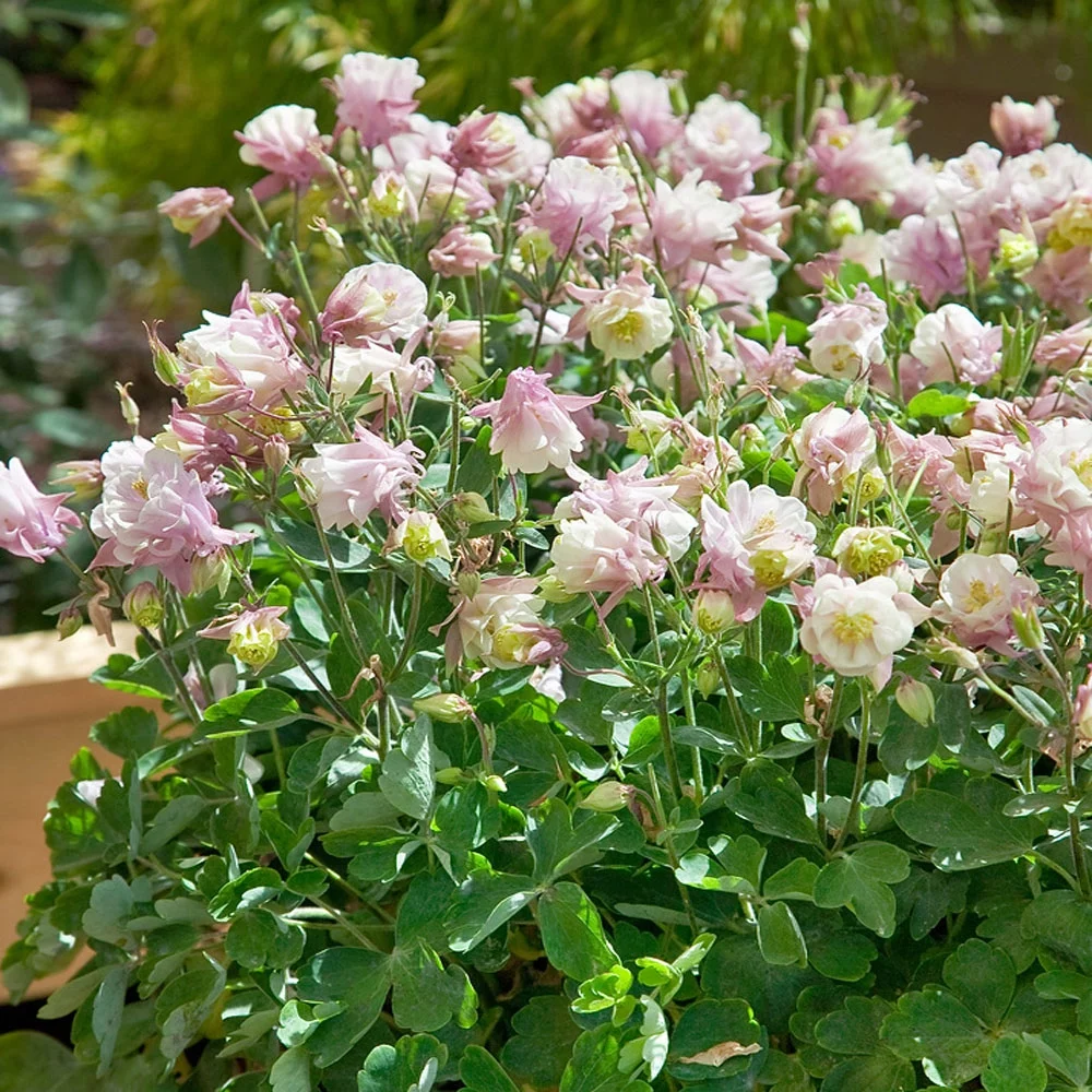 Columbine Winky Double Rose White Garden Flower Seeds - 20 Seeds