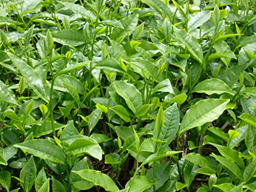 Tea Tree Seeds for Planting - 6 Seeds of Camellia Sinensis Herb Seeds - Made in USA, Ships from Iowa. Tea Tree