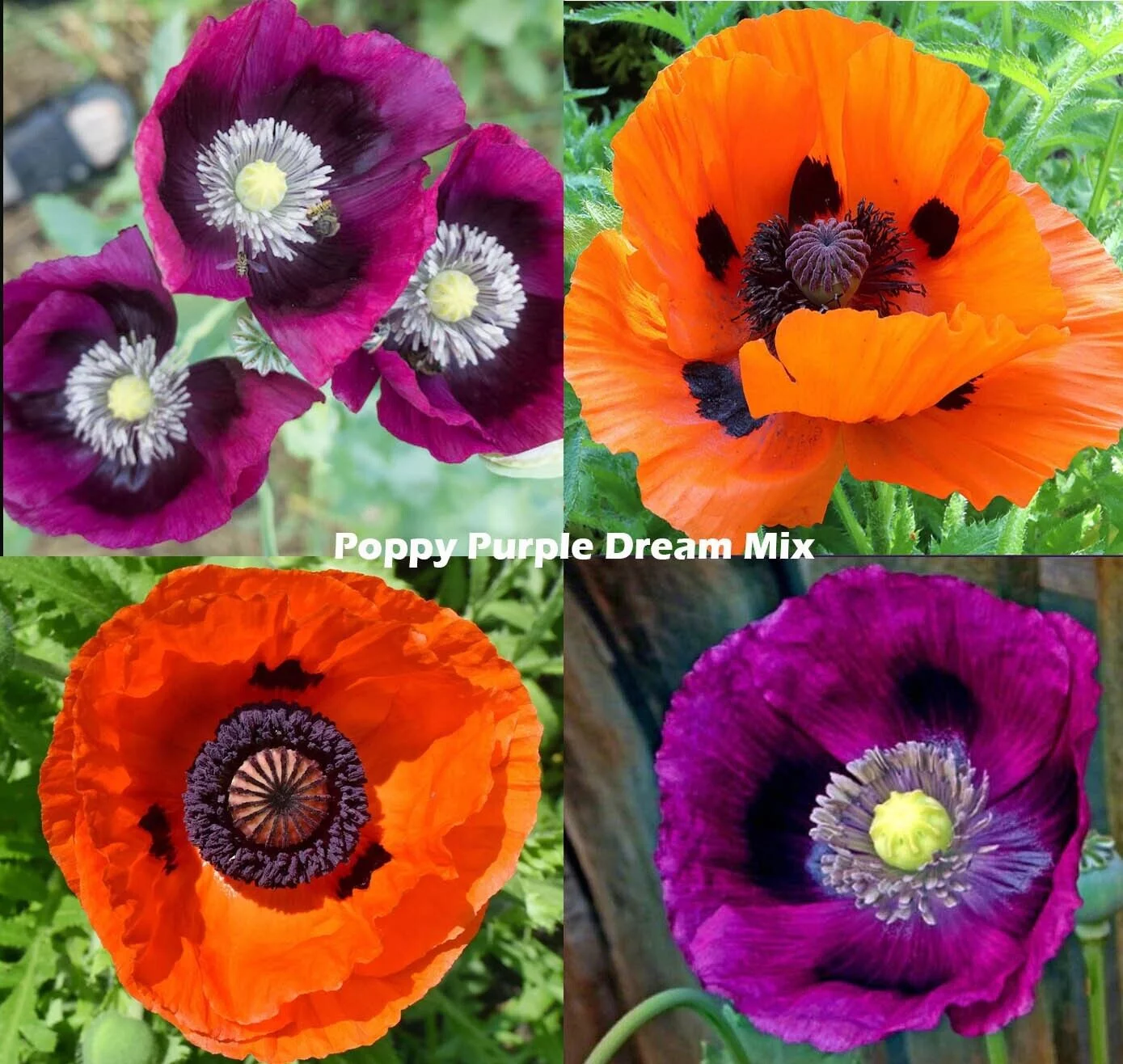 Poppy PURPLE DREAM MIX 500 Seeds