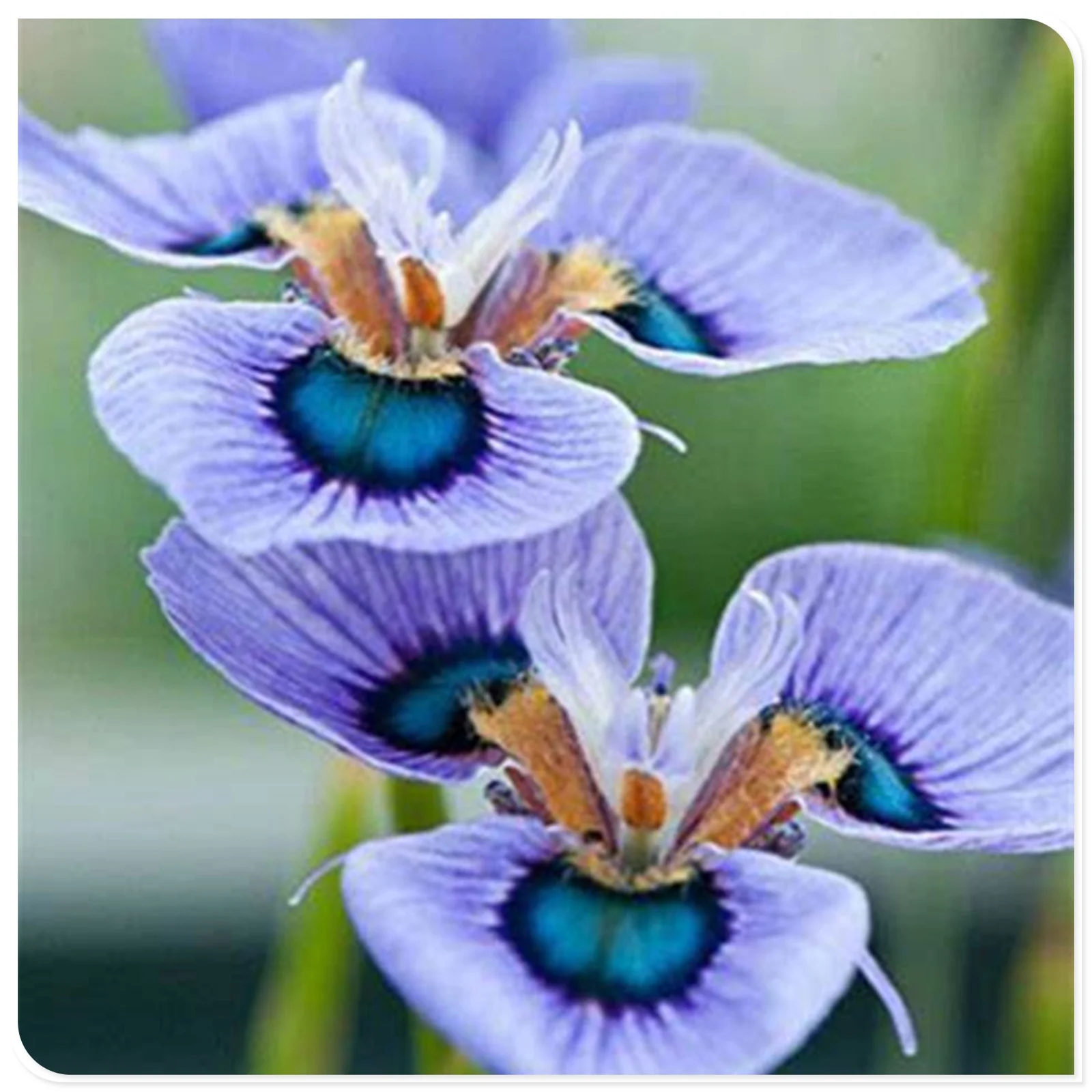 Iris Bulbs For Planting,Iris Plants Bulbs,Iris Bulbs Perennial Reblooming Bearded,Iris Tubers,Iris Rhizomes,Beautify Environment,Cold And Drought Tolerant, Gardeners Can Plant Easily