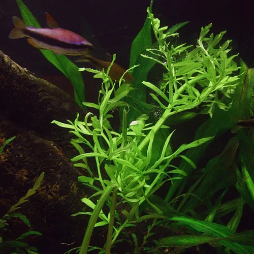 Water Sprite (Indian Fern) Large Live Aquarium Plants