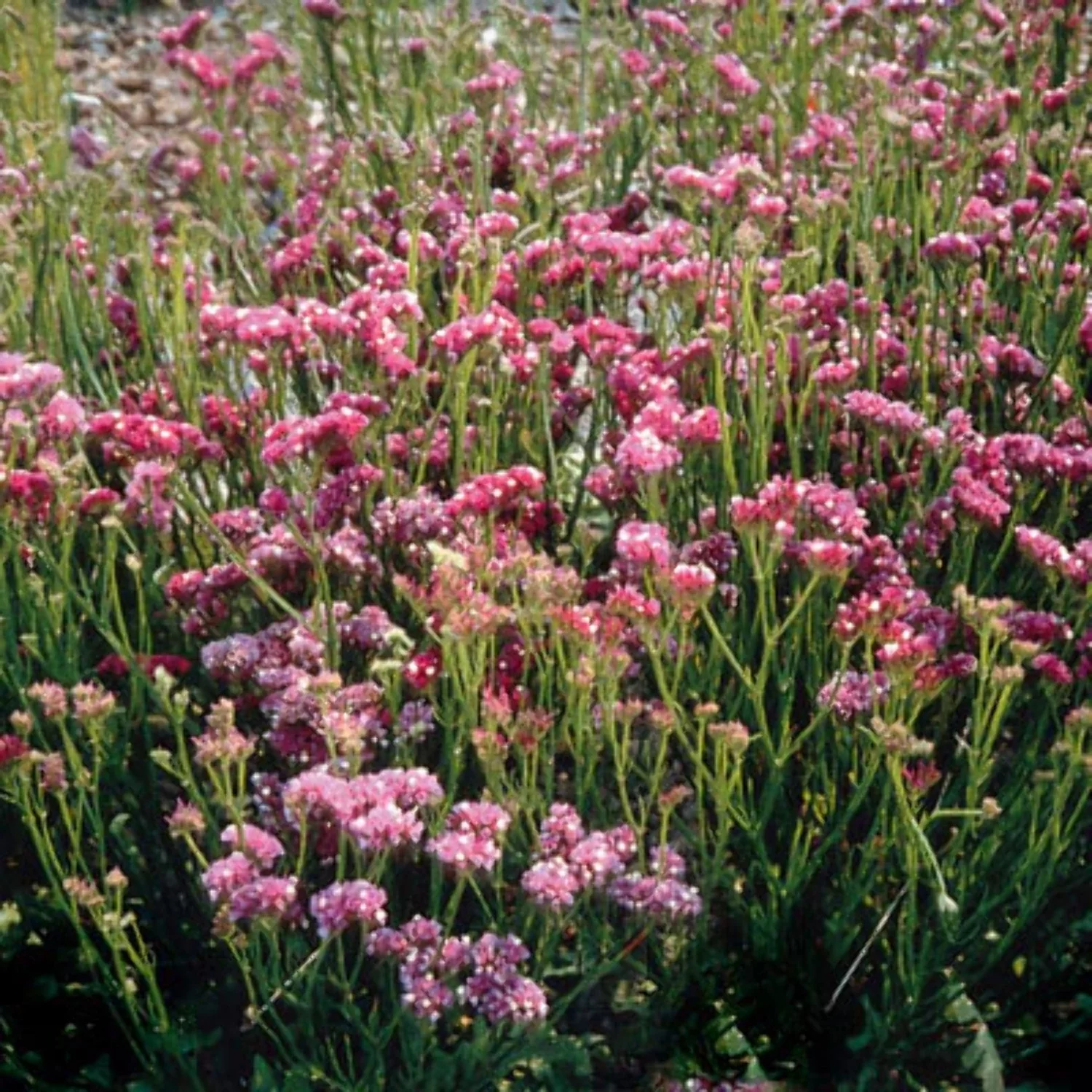 Statice Seeds - QIS Rose Variety Seeds - Non-GMO - 500 Seeds