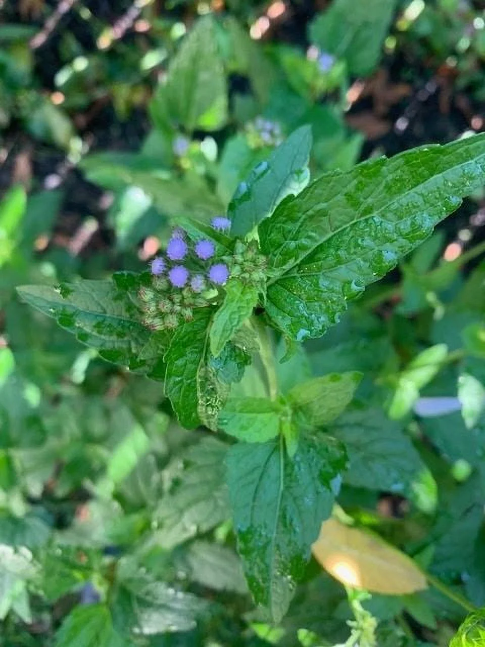 Blue Mist Flower Seeds - about 100 Seeds, Full-Part Sun