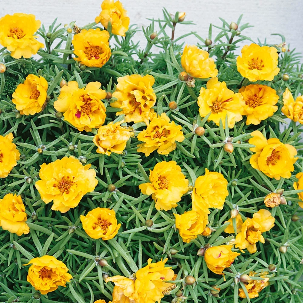 Drought Tolerant Moss Rose Yellow Portulaca Ground Cover Plant Seeds - 10000 Seeds