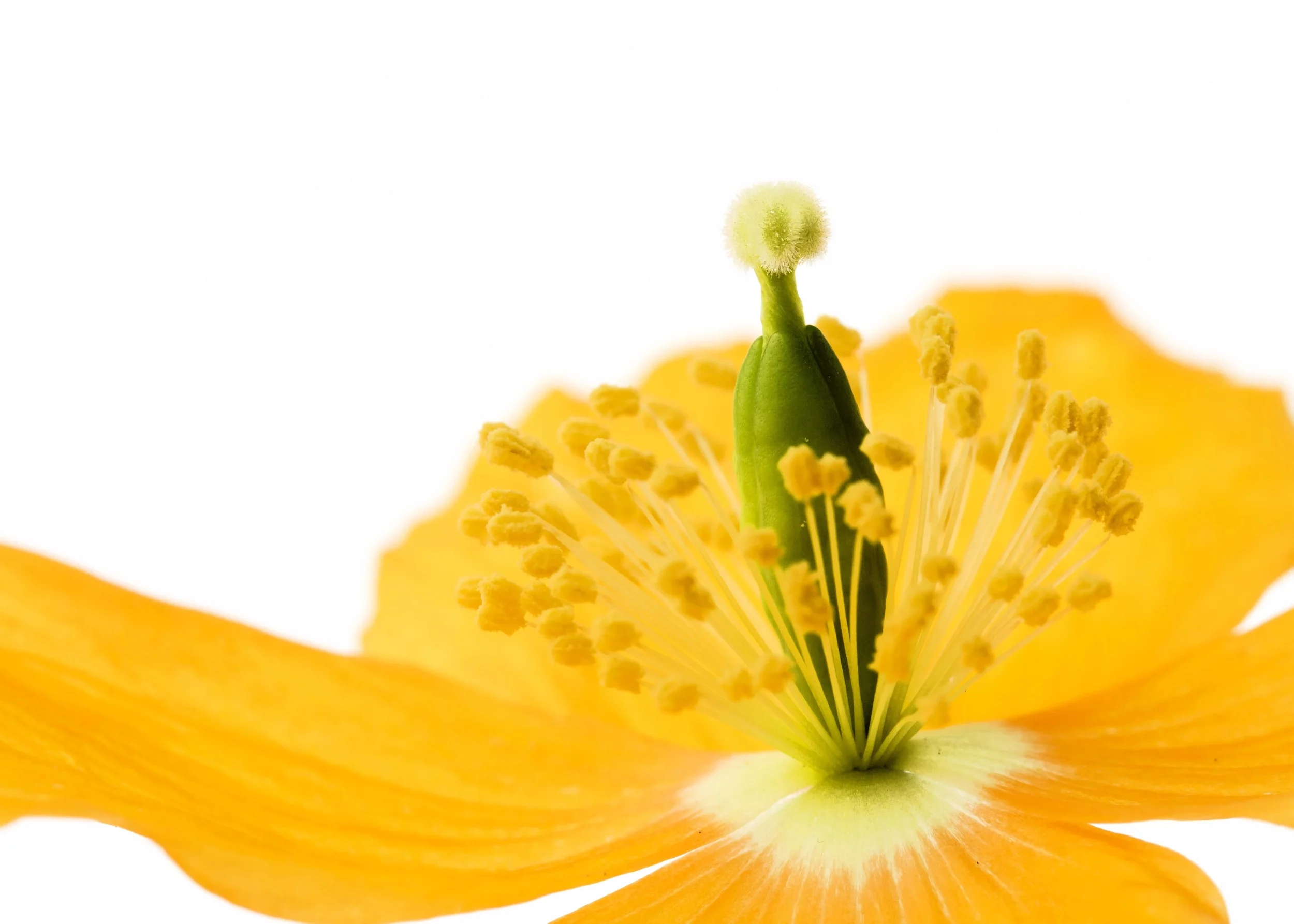 20 Seeds Yellow WELSH POPPY Meconopsis Papaver Cambricum Perennial Shade Flower Seeds