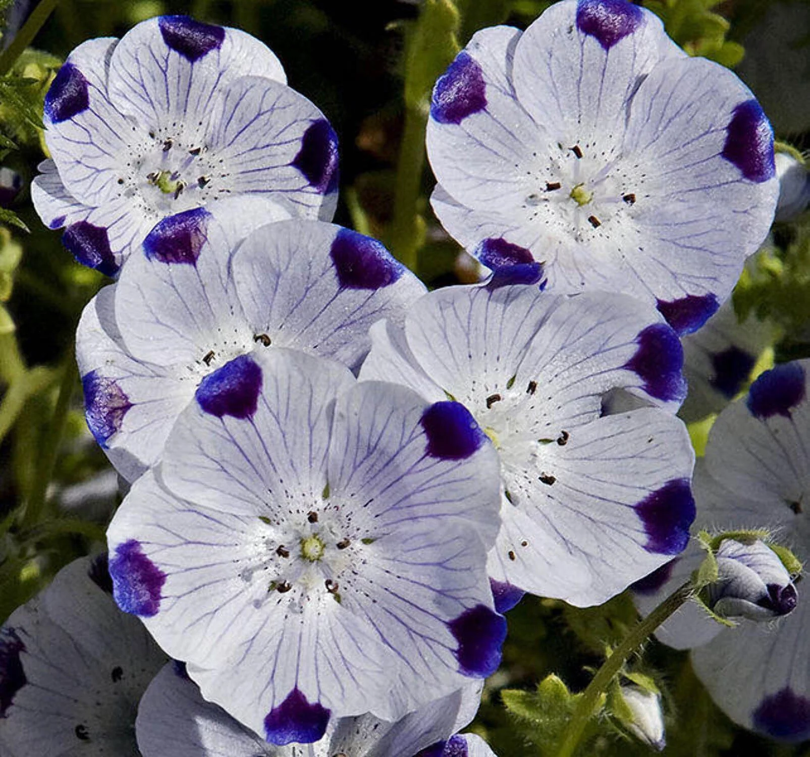 750 FIVE SPOT Nemophila Maculata White & Purple Flower Seeds
