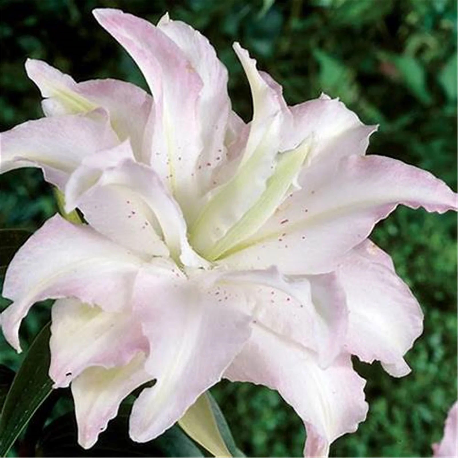 Lily bulbs for planting perennial - lily bulbs bulk - tiger lily bulbs - stargazer lily bulbs for planting - lilies bulbs for planting outdoors