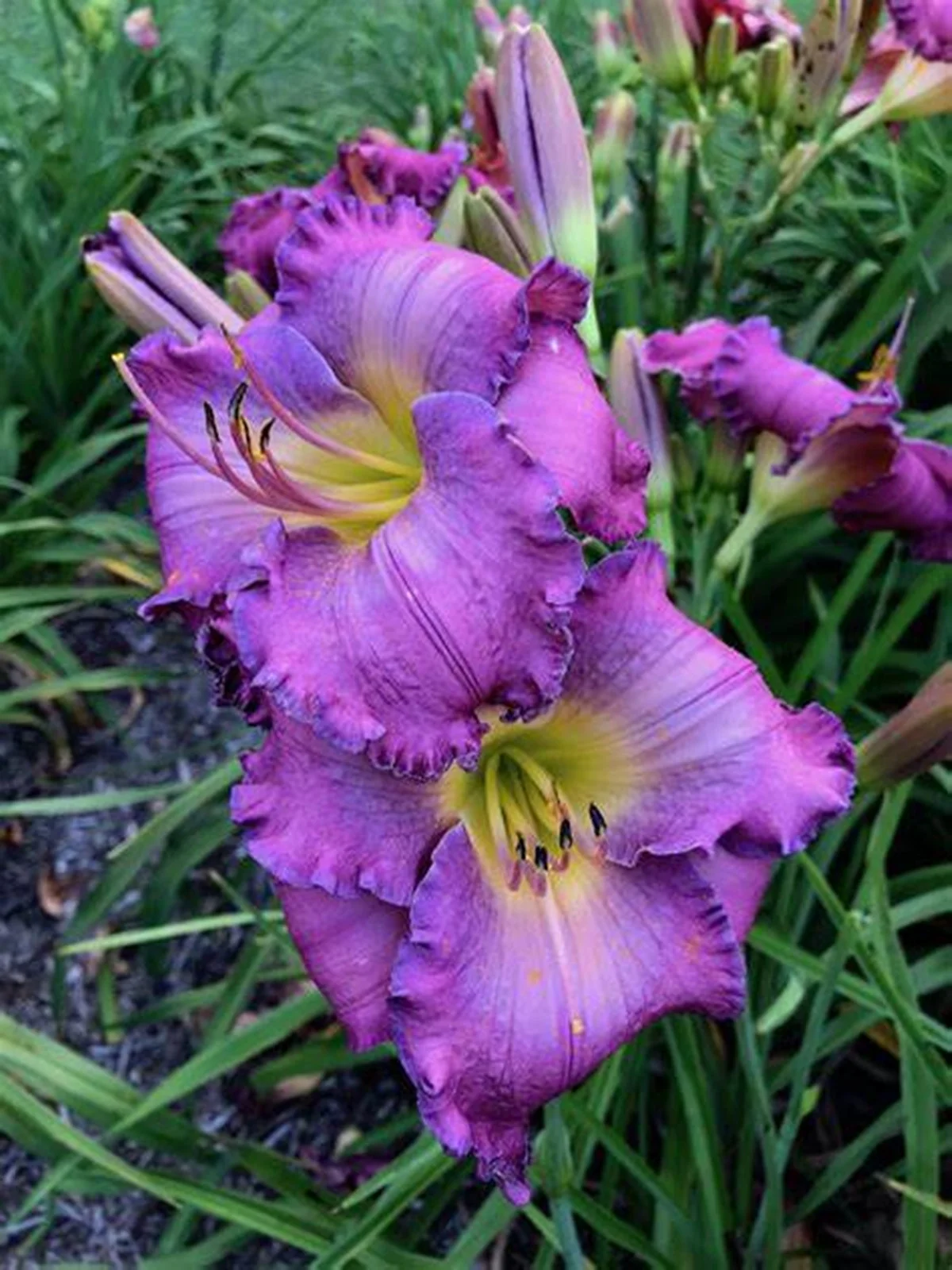 Daylily Bulbs,  Daylilies ,Daylily Plant, Flower Pots,Daylily,Daylily Bulbs Reblooming, Wild Daylilies,Daylily Bulbs For Sale