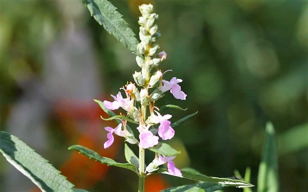 100 CANADIAN GERMANDER American Wood Sage Teucrium Canadense Herb Flower Seeds