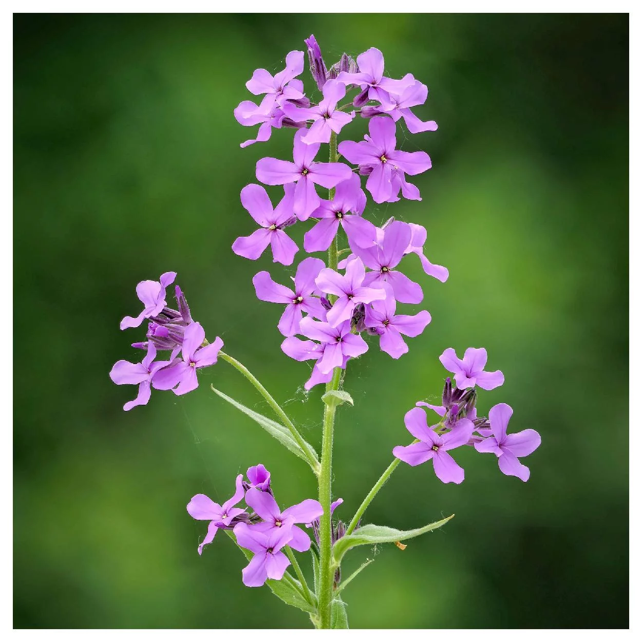 Everwilde Farms - 1000 Dames Rocket Garden Flower Seeds - Gold Vault Jumbo Bulk Seed Packet