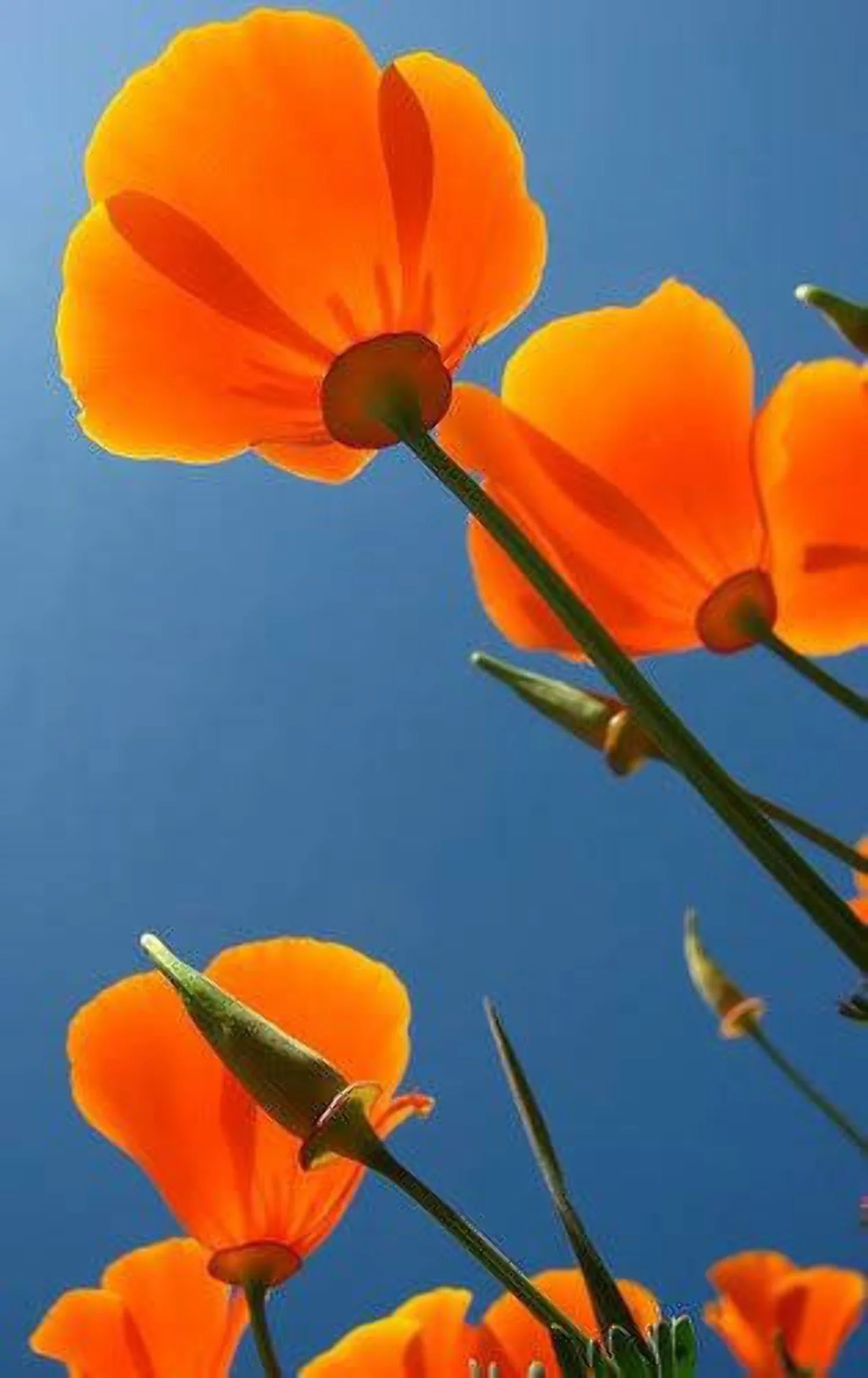 1000 Seeds ORANGE CALIFORNIA POPPY Eschscholzia Californica Flower Seeds