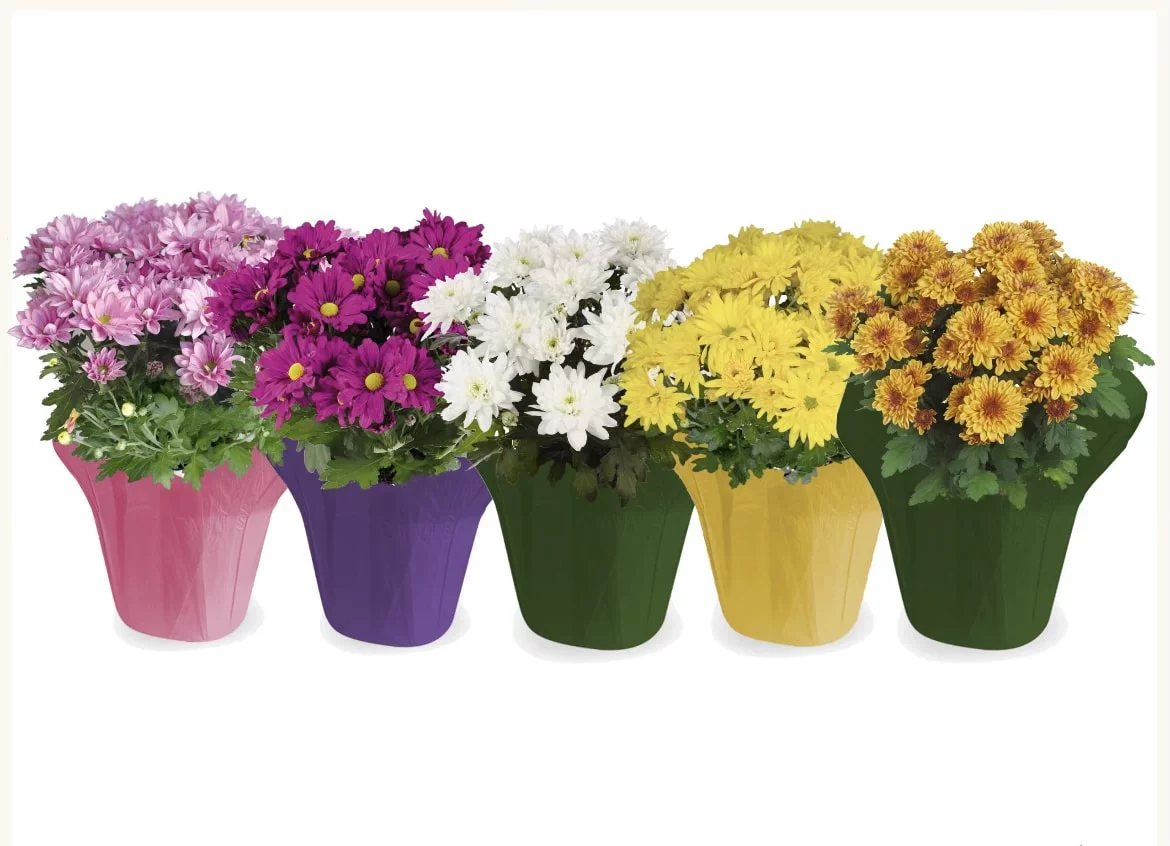 Gifts In Bloom 6IN Multicolor Mum Live Plant Indirect Sunlight with Decorative Pot