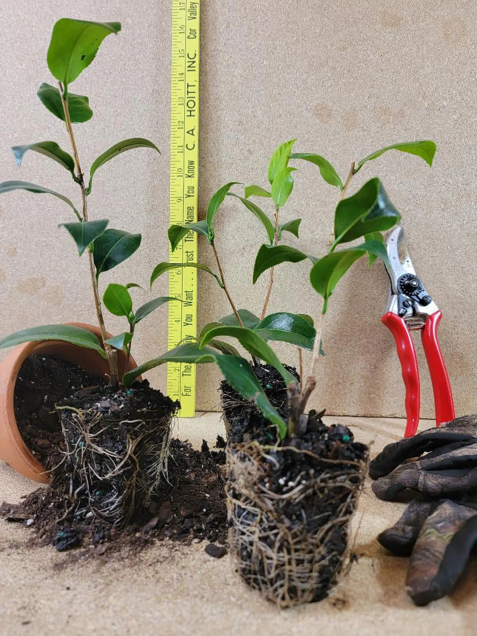 ( 1 ) - Professor Sargent Red Camellia japonica - Starter Plant ( 4L ) ( 1 live plant )