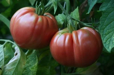 Clovers Garden Belgian Giant Tomato Plant– Two (2) Live Plants – Not Seeds – Each 5