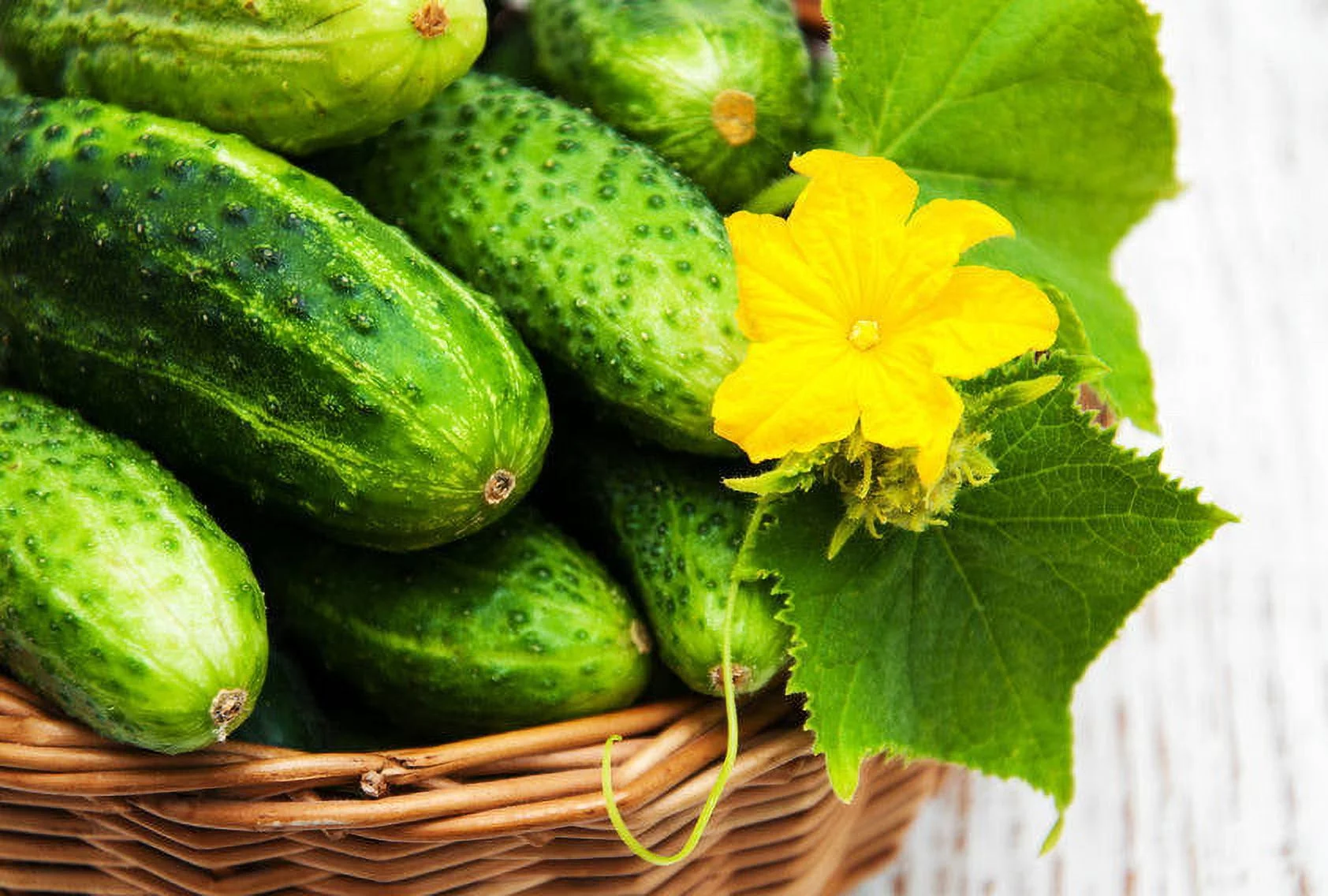 Boston Pickling Cucumber Seeds - 20 Heirloom Seeds