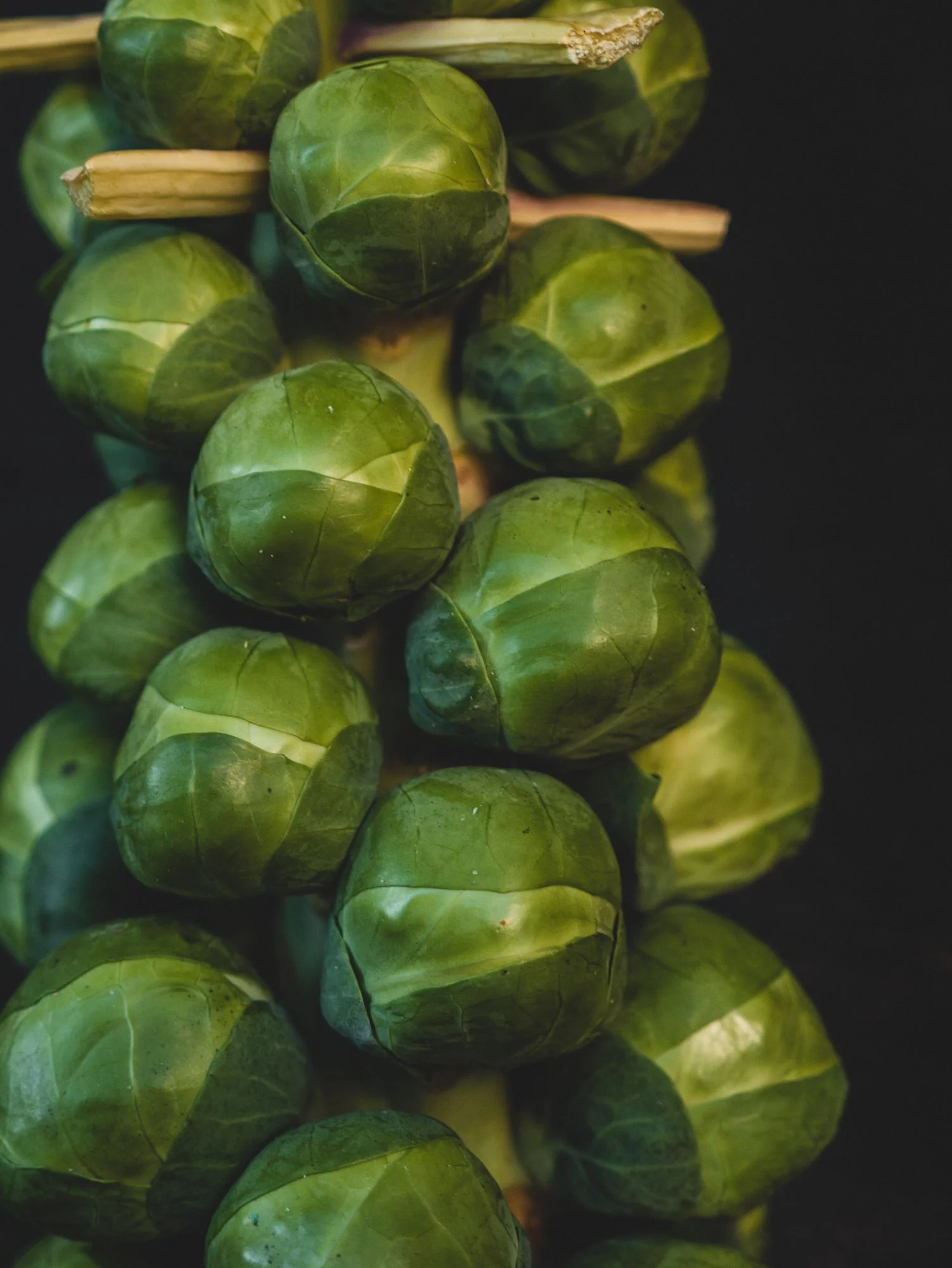 Long Island Improved Brussel Sprouts/Biennial/Full Sun/128K Seeds 1lb/ Zellajake Farm and Garden - B131