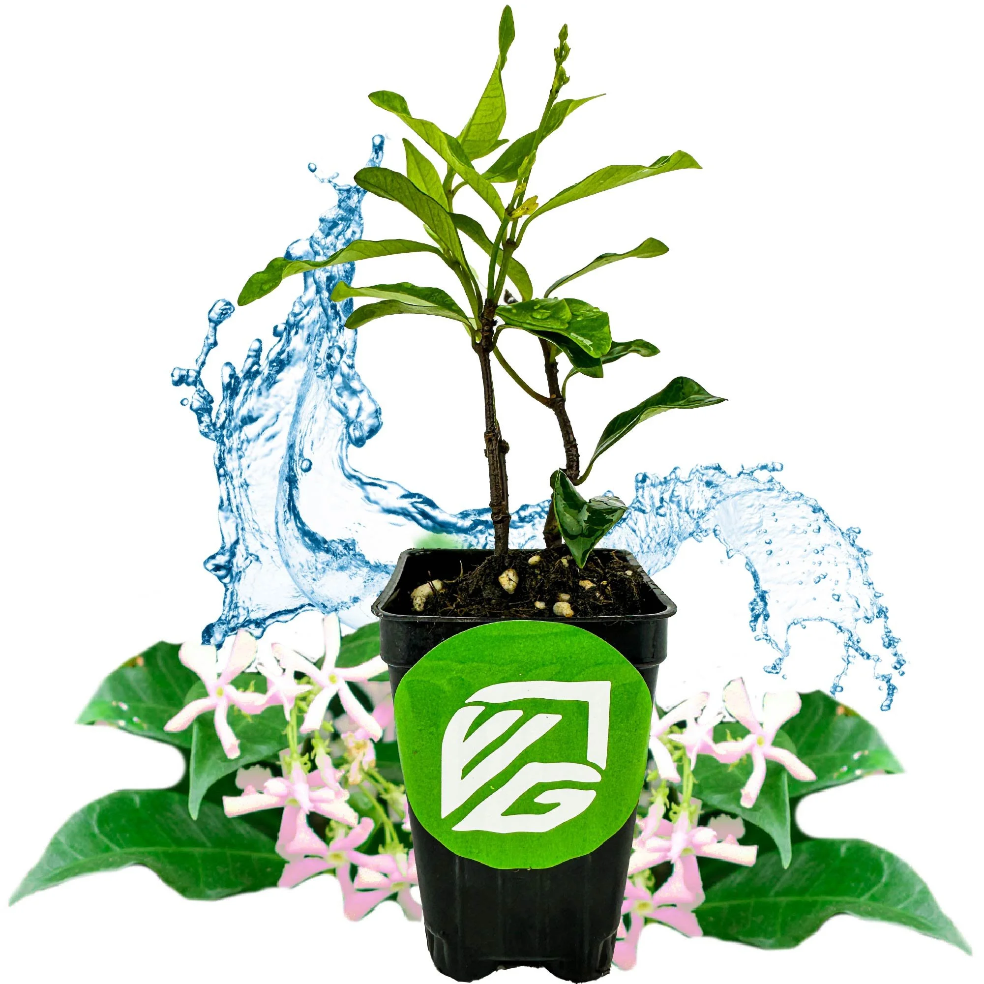 Pink Showers Star Jasmine - Trachelospermum jasminoides