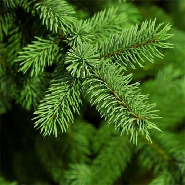Pine Fragrance Oil 1oz Quality Oils Made and Shipped in the USA