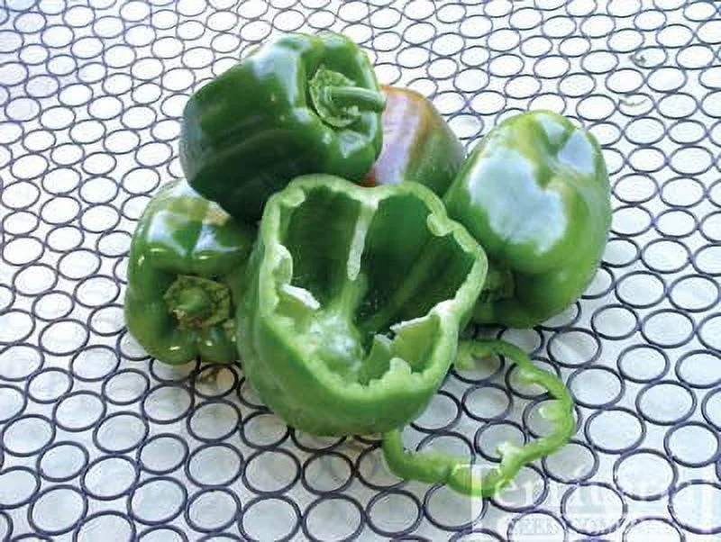 Clovers Garden California Wonder Bell Pepper Plant - Two (2) Live Plants – Not Seeds – Each 4