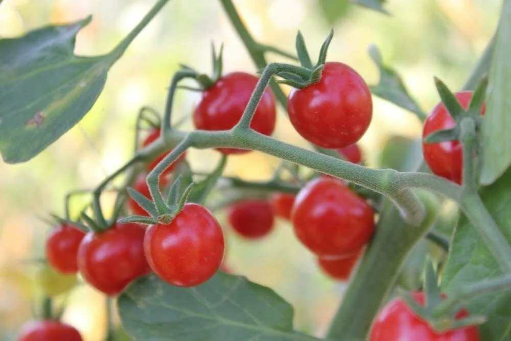 100 Super Sweet Cherry Tomato Seeds for Planting Made in USA