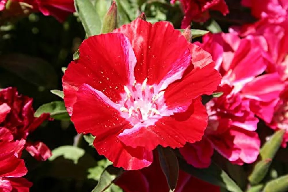 Scarlet Godetia Flower Seeds for Planting,1500+ Flower Seeds Per Packet Non GMO & Heirloom Seeds, Scientific Name Clarkia Amoena, Great Home Flower Garden Gift