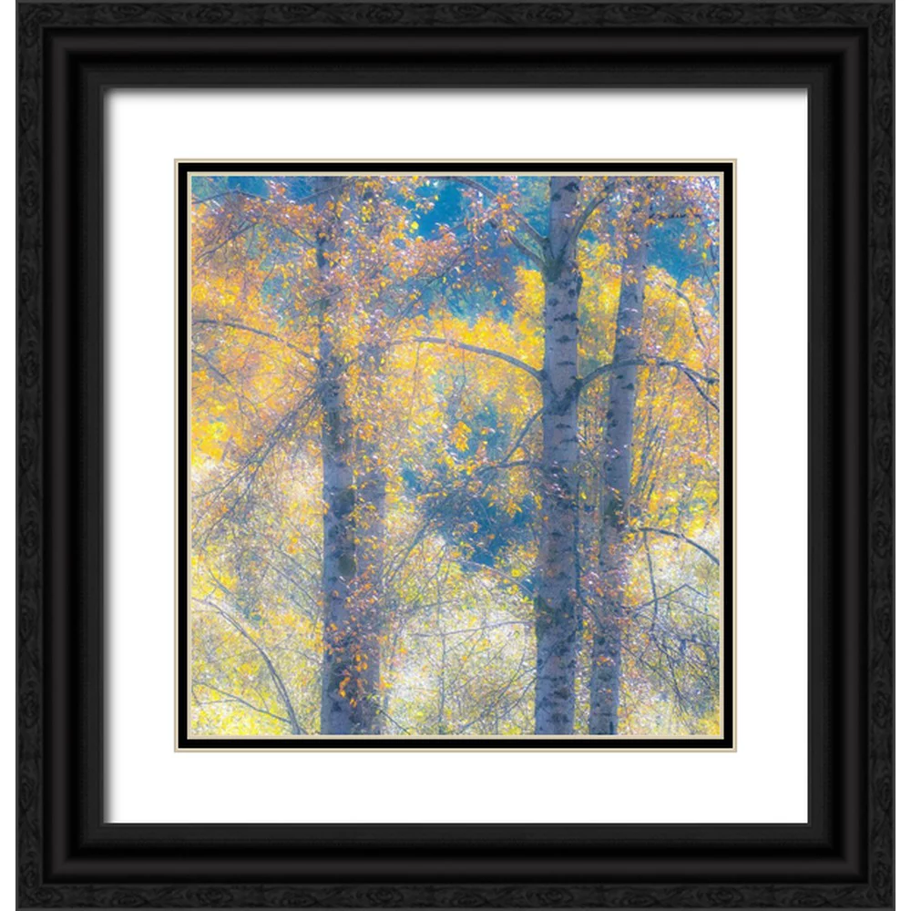 Gulin, Sylvia 26x27 Black Ornate Wood Framed with Double Matting Museum Art Print Titled - Washington State-Preston with Cottonwood trees springtime leafing out