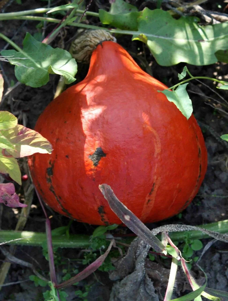 Todd's Seeds Golden Hubbard Winter Squash Heirloom Seed