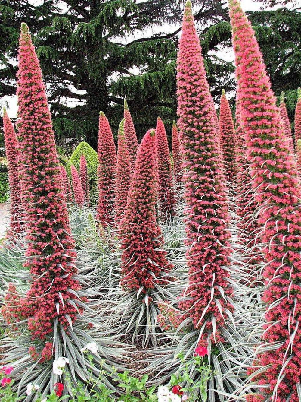 25 TOWER OF JEWELS Red Bugloss Echium Wildpretii Ruby Hummingbird Flower Seeds
